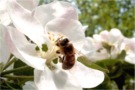 Biene auf Apfelbl�te